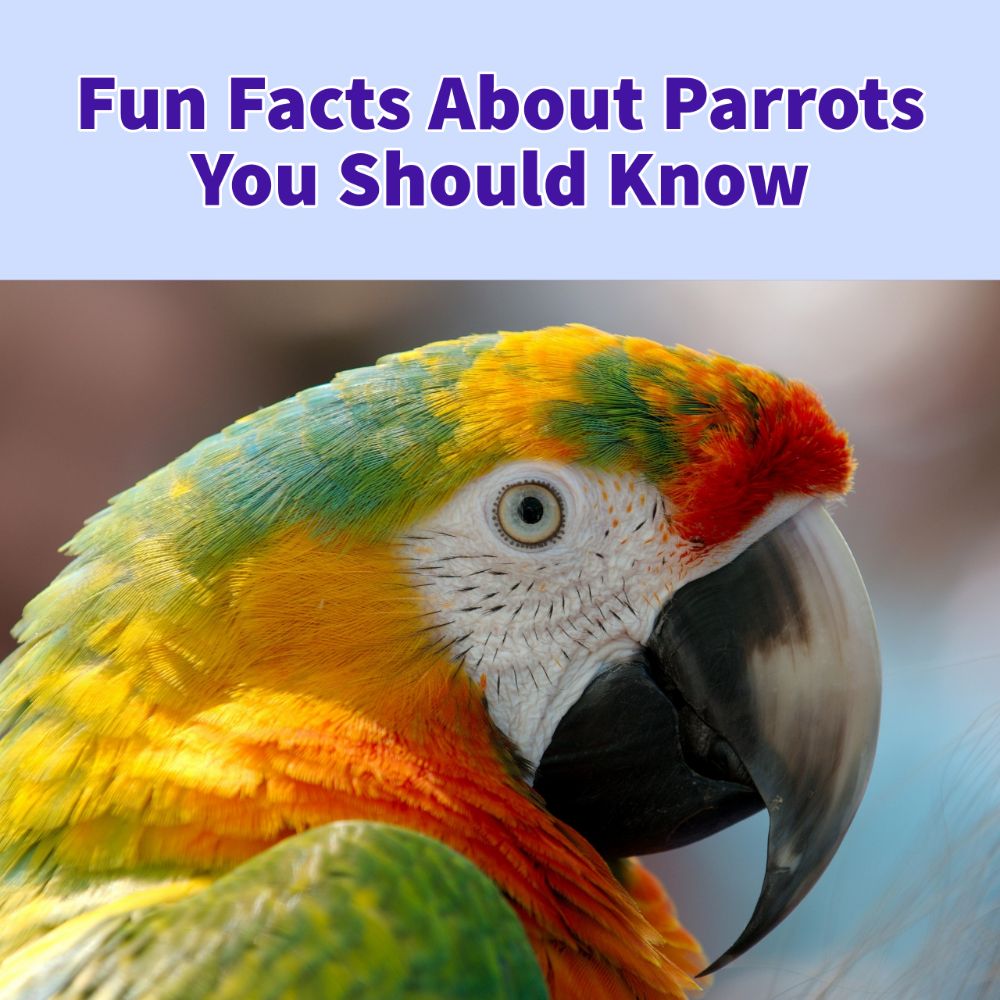 Information about Parrot