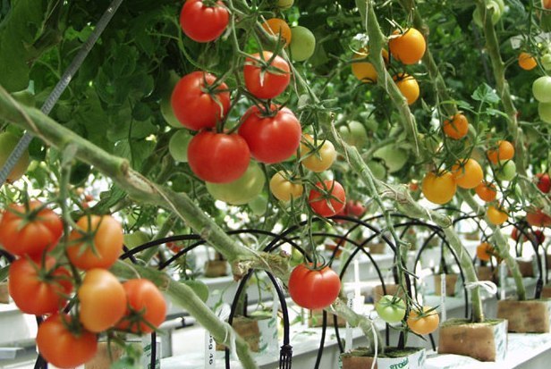 Tomato Farming in India: How to Start Tomato Cultivation