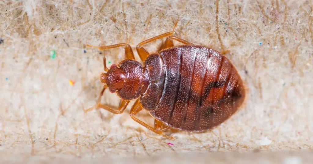 The Environmental Impact of Bed Bug Extermination